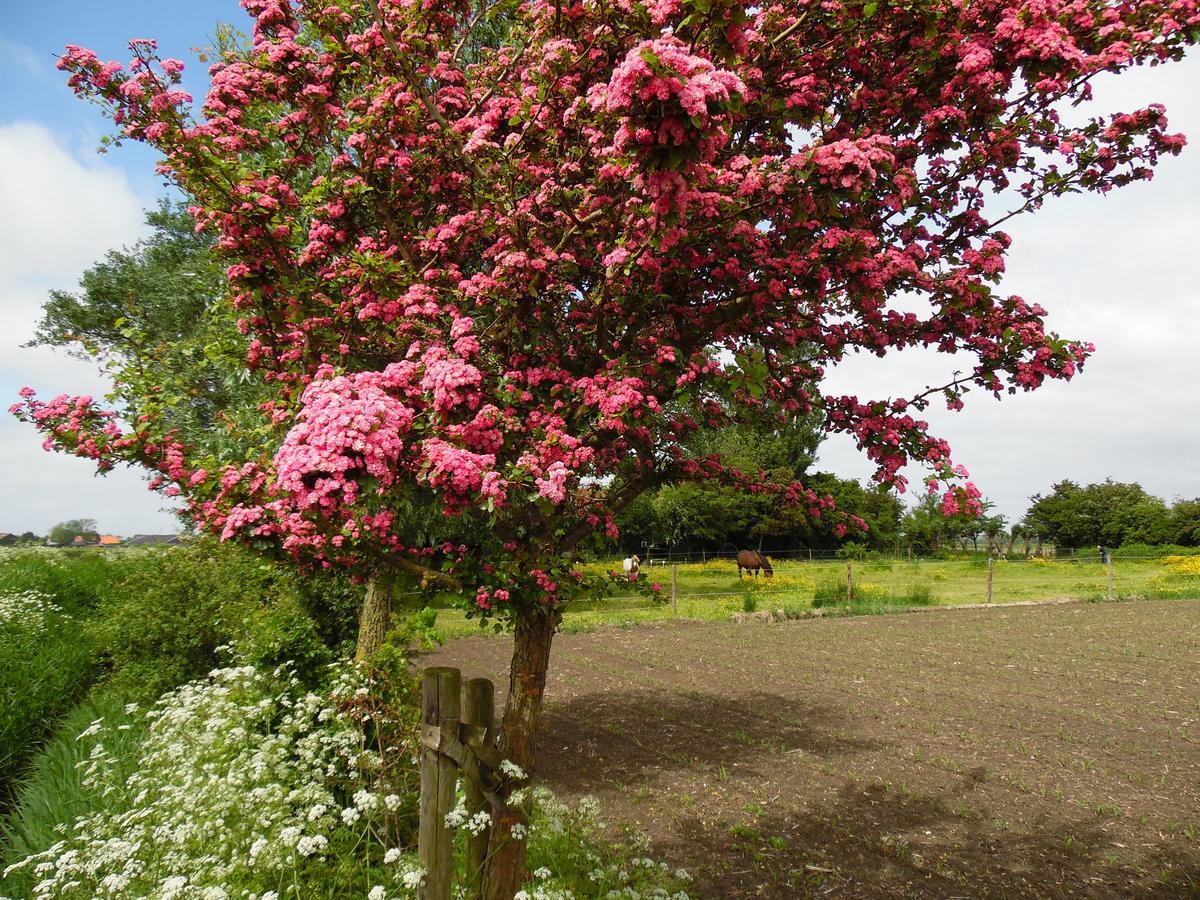 Gastenverblijven Boerderij Het Driespan Middelburg Exteriér fotografie